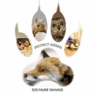 cropped-cropped-logo-faune-sauvage-1.png