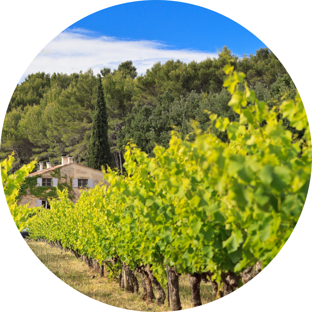 Magnums Bois des Demoiselles